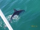 Dolphin.JPG