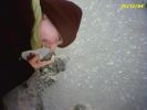 Set581_03 Snow on de sand like.jpg