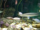 42-fish1.jpg