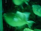 50-dory2.jpg