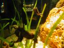 51-seahorses.jpg
