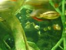 52-morefish.jpg